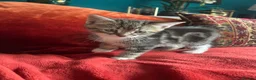 Pixie Bob cats for sale: Pixie Bob kittens - Polydactyl and non polydactyl - Advert 8