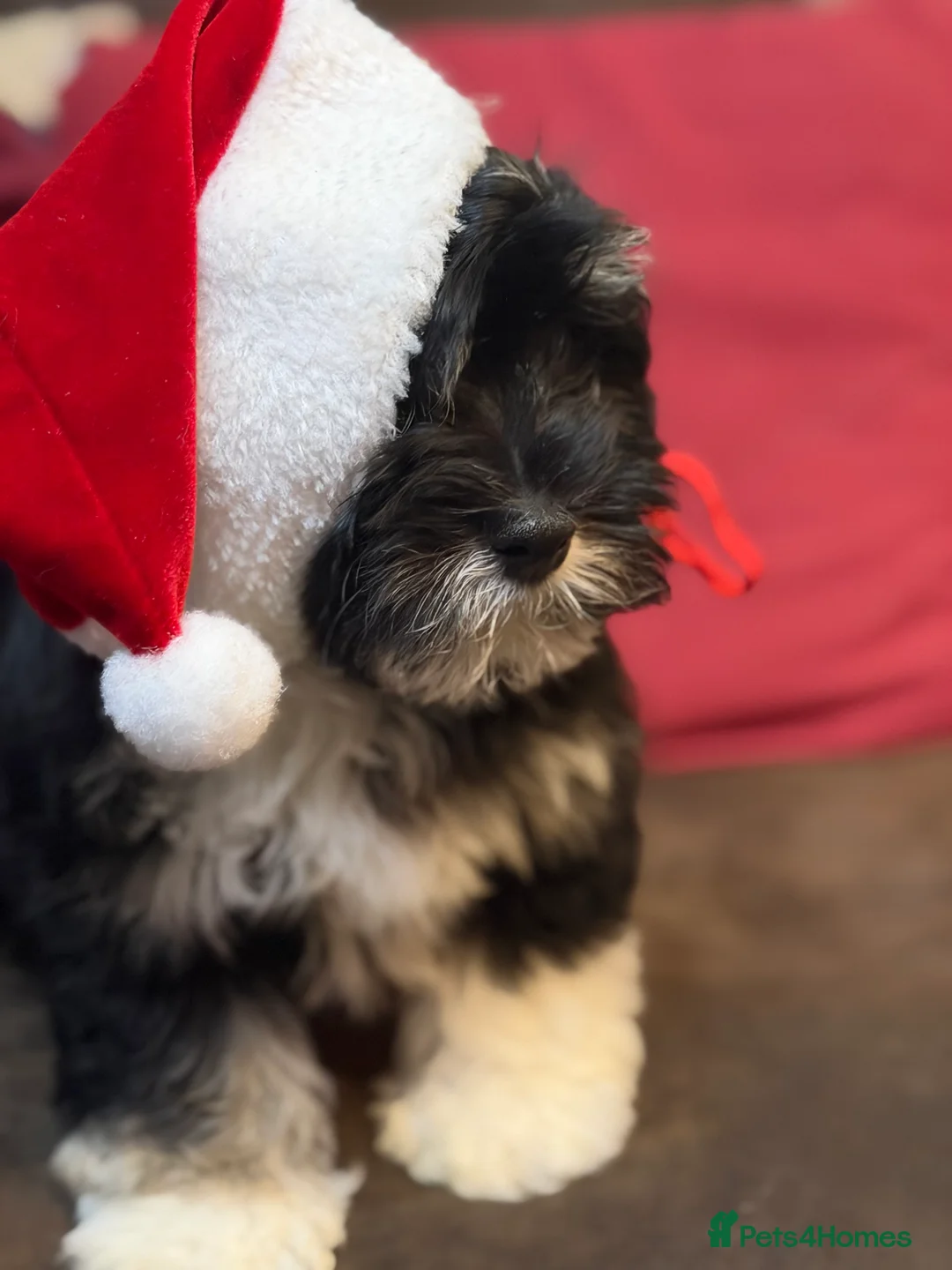 Havanese dogs for sale: ***Beautiful Havanese Puppies *** - Advert 5