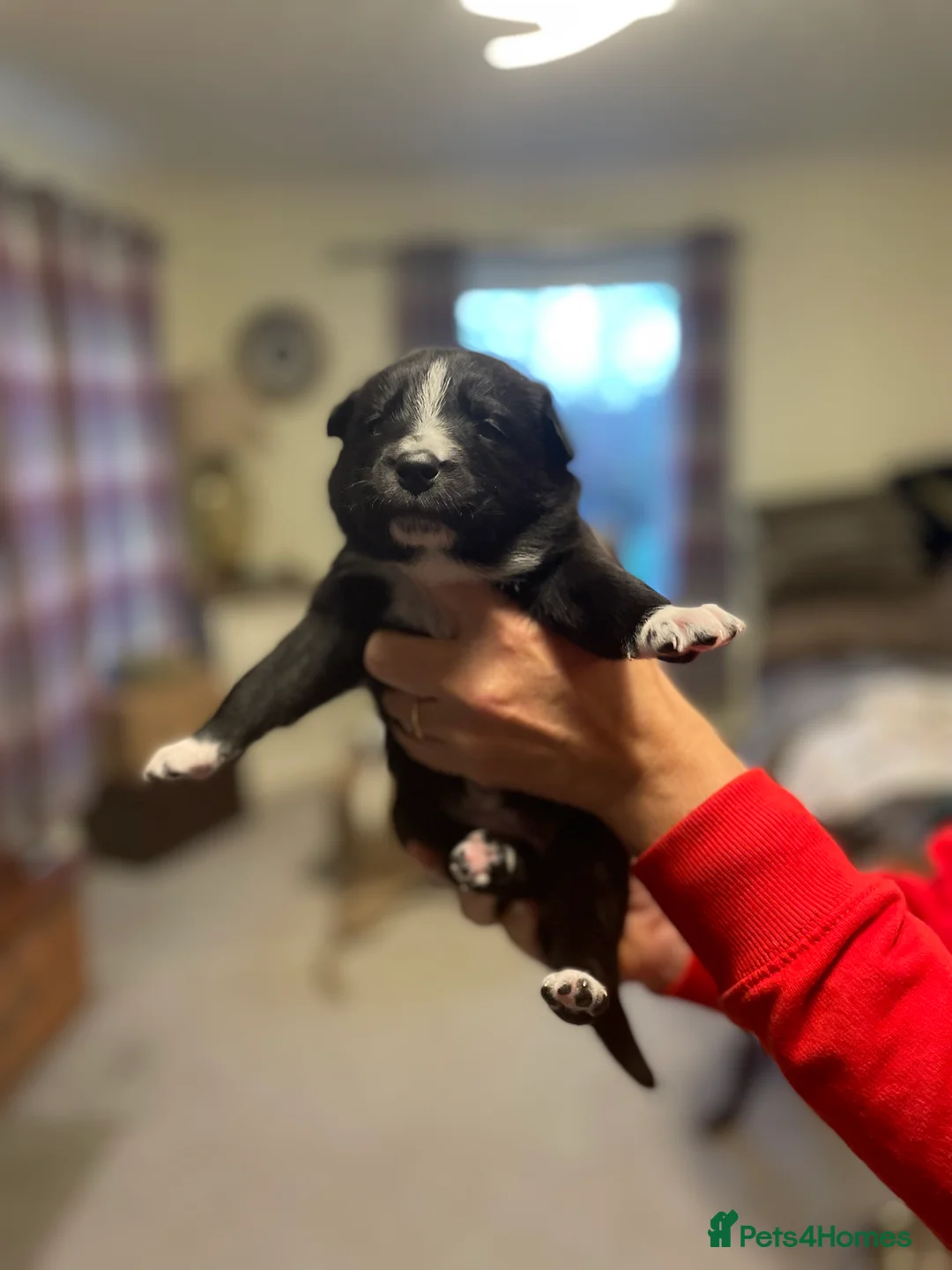 Mixed Breed dogs for sale: border collie x German shepherd \ Belgian puppys - Advert 7