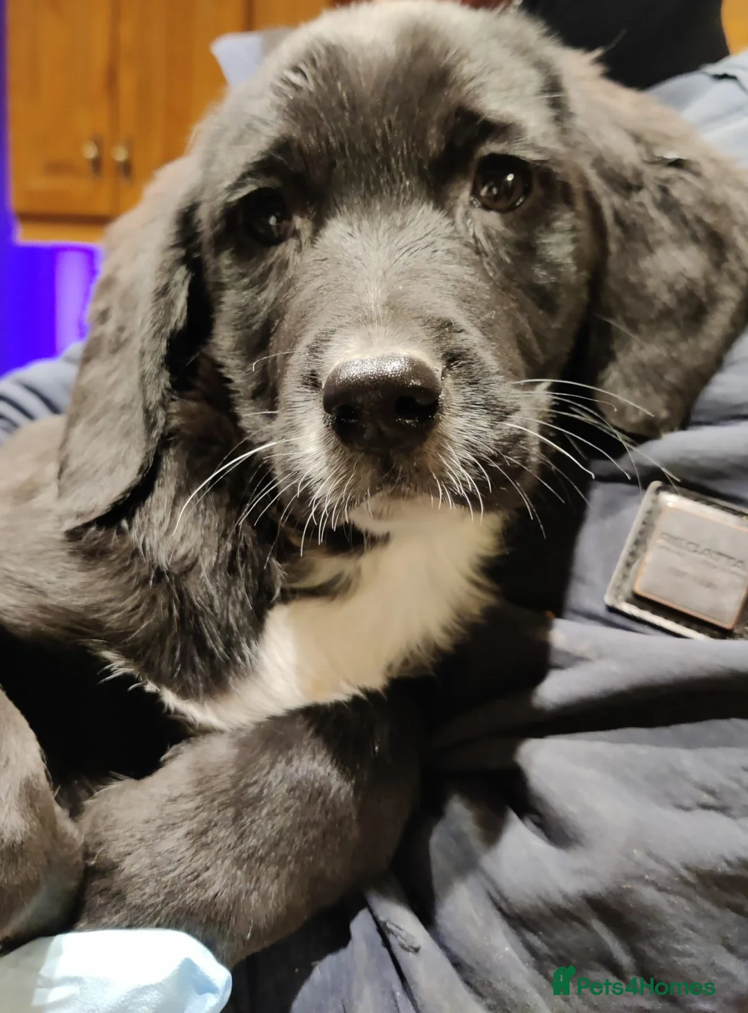 Springador dogs for sale: Springador pups [Fully Vaccinated] [N Ireland] - Advert 2