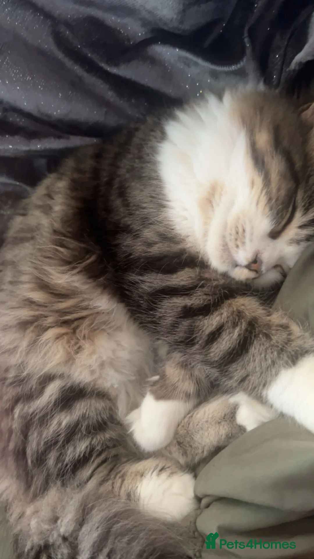 Maine Coon cats for sale: Margo & Marlo for sale! Indoor cats!! - Advert 1