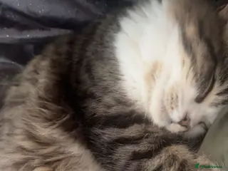 Maine Coon cats Margo & Marlo for sale! Indoor cats!! - Advert 3