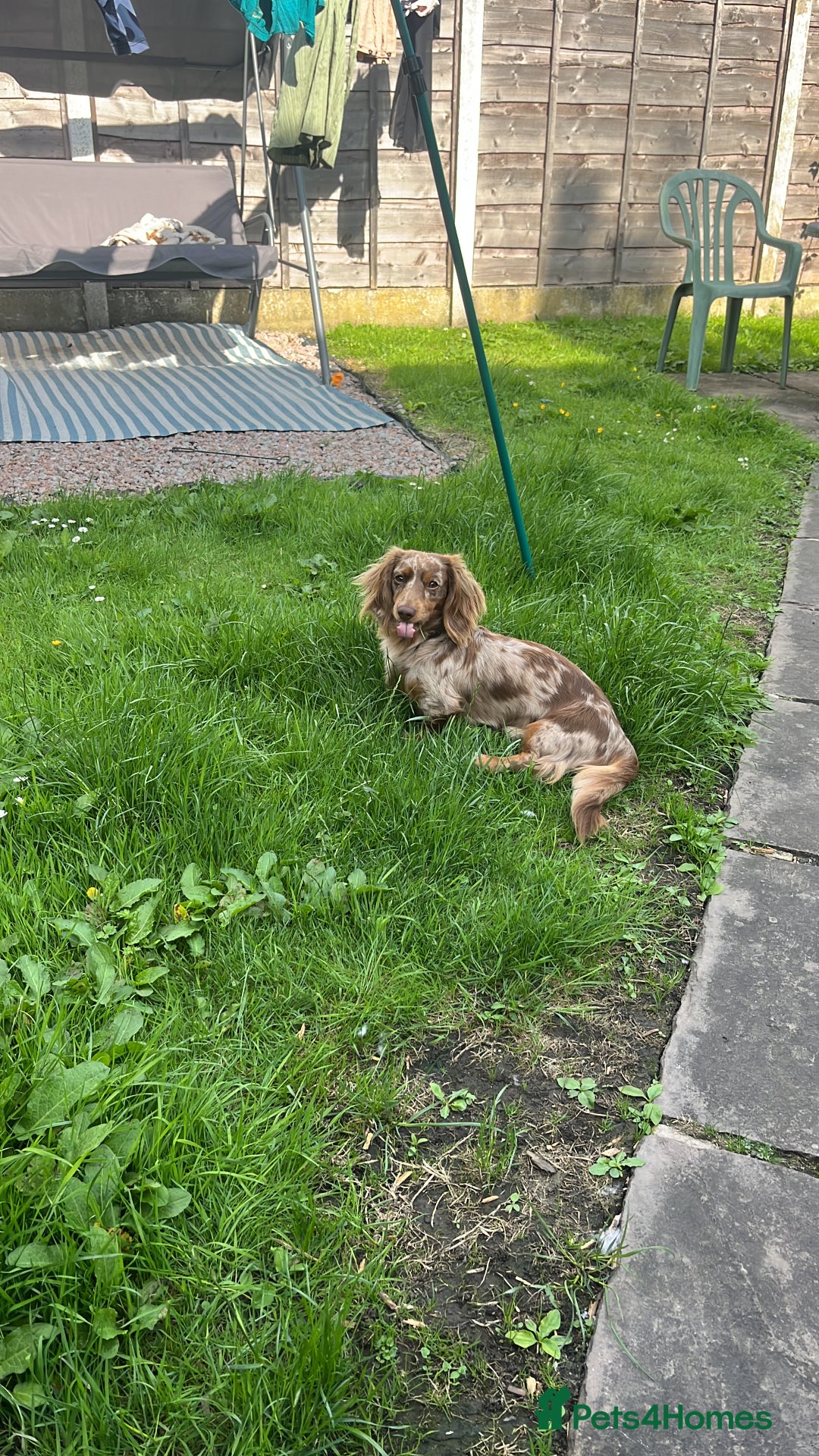 Miniature Dachshund dogs for stud: Meet Loki, miniature dachshund - Image 5