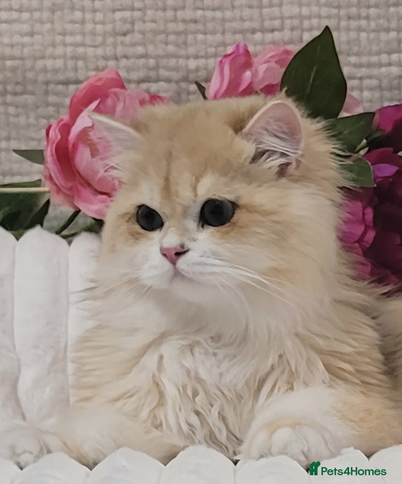 British Longhair cats BLH Golden Chinchilla NY12 Cheeky green 👀 stud - Advert 1