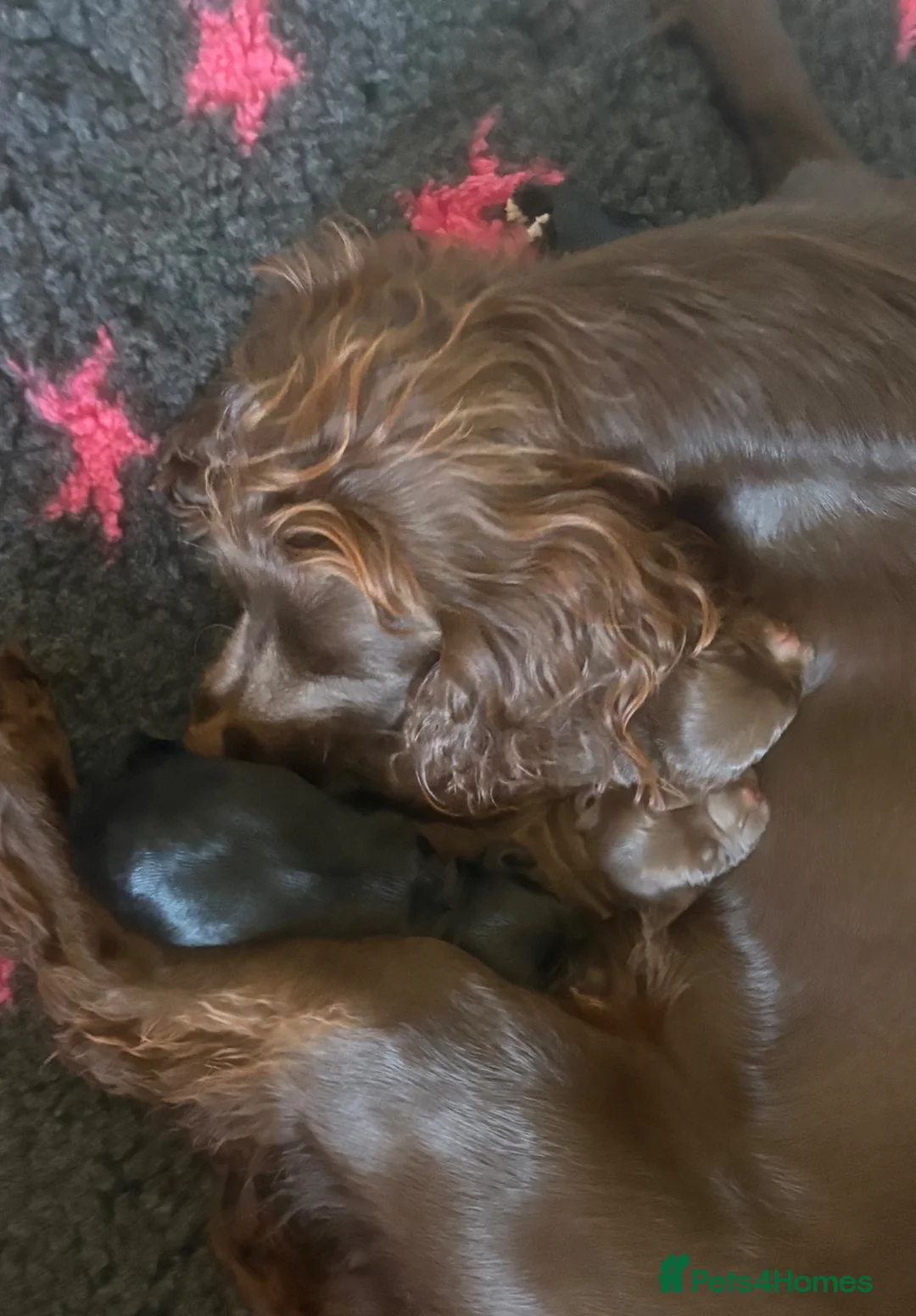 Cocker Spaniel dogs for sale: KC health tested Cocker spaniel puppies - Advert 2
