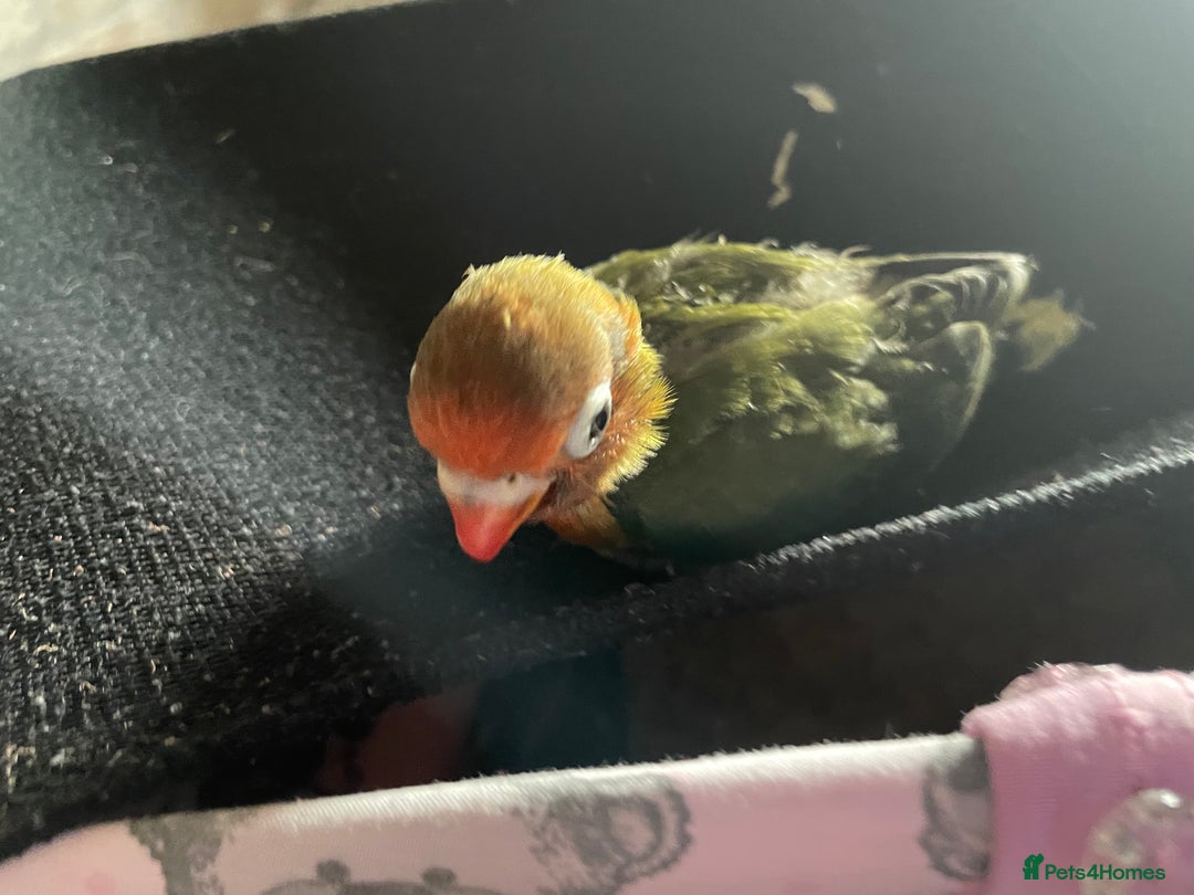 Lovebirds birds for sale: Because hand reared baby lovebird  - Advert 1