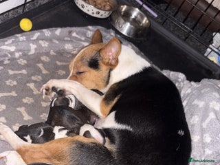 Mixed Breed dogs Miniature pinscher crossed Shih Tzu - Advert 1