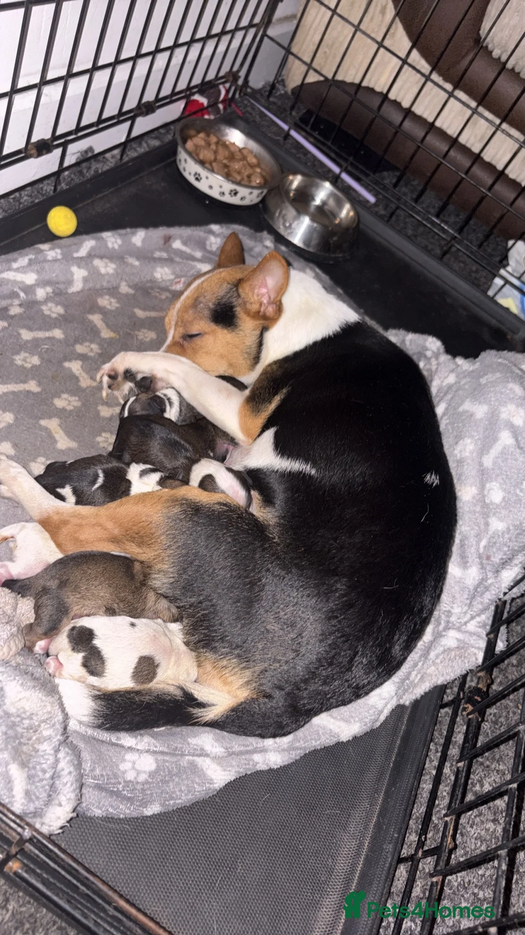 Mixed Breed dogs for sale:  Shih Tzu  - Advert 3