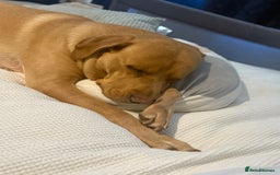 Labrador Retriever dogs for sale: Bruno - Image 2