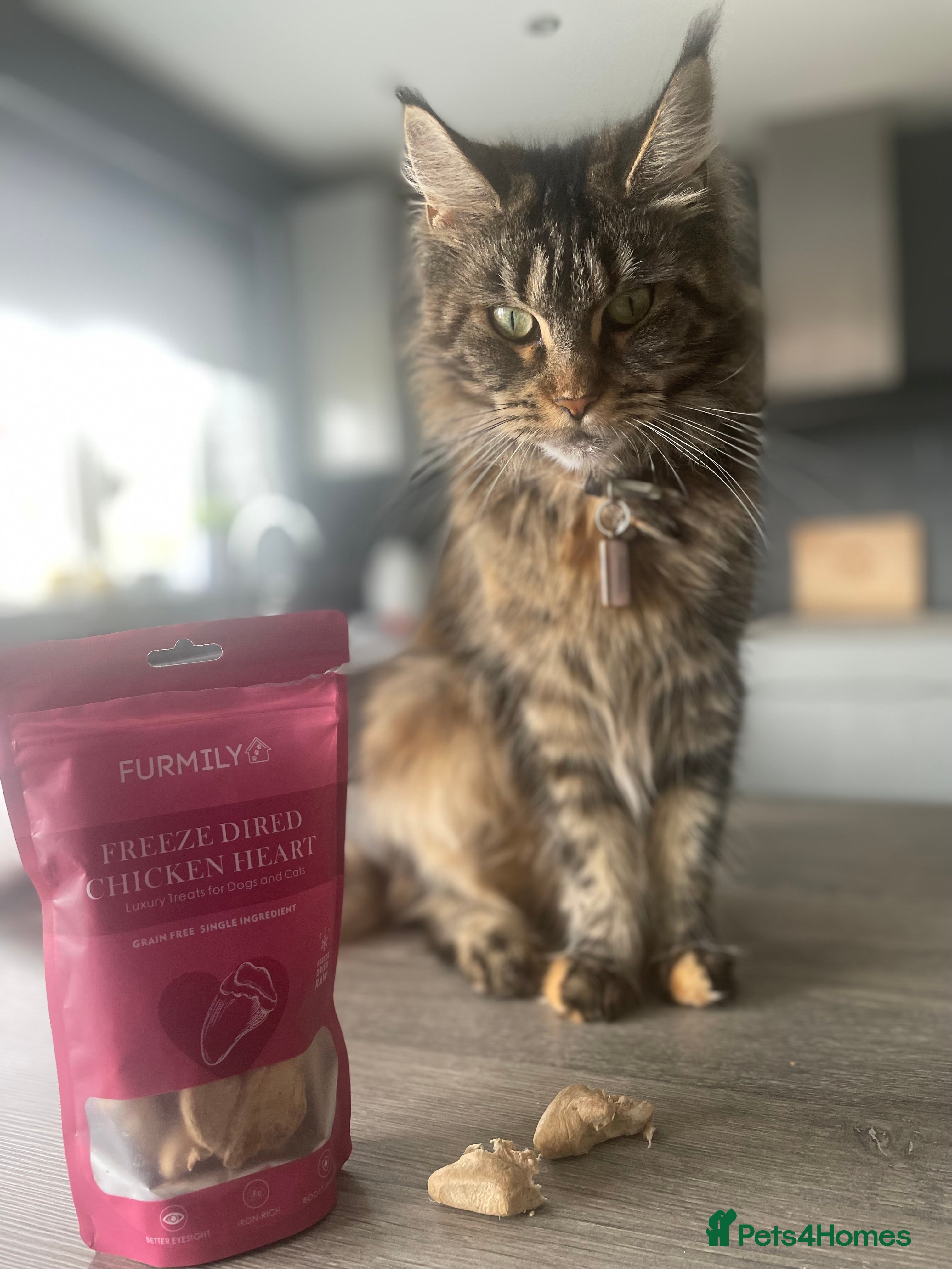 Maine Coon cats 3 year old female maine coon  - Advert 2