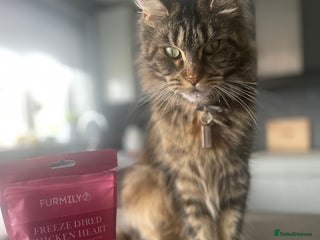 Maine Coon cats 3 year old female maine coon - Advert 1