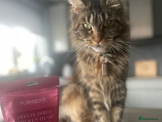 Maine Coon cats for sale: 3 year old female maine coon - Advert 1