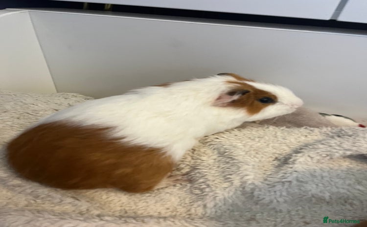 Guinea Pig rodents - Advert 1
