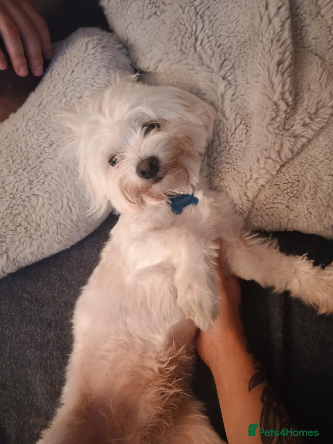 Maltese dogs for sale: Beautiful Maltese Boy Teddy - Image 1