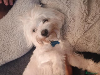 Maltese dogs - Advert 1