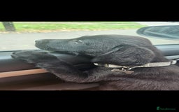 Labrador Retriever dogs for sale: Looking for a new home for Albert  - Image 1