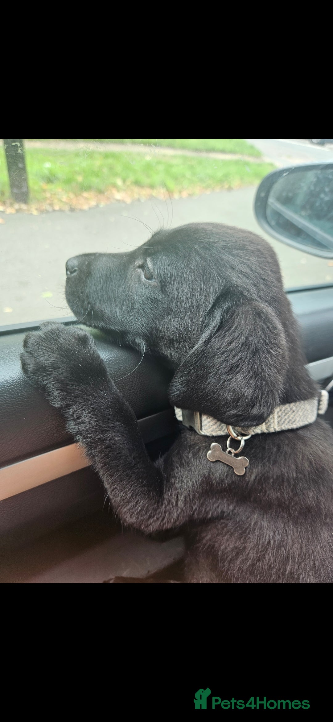 Labrador Retriever dogs for sale: Looking for a new home for Albert  - Image 1