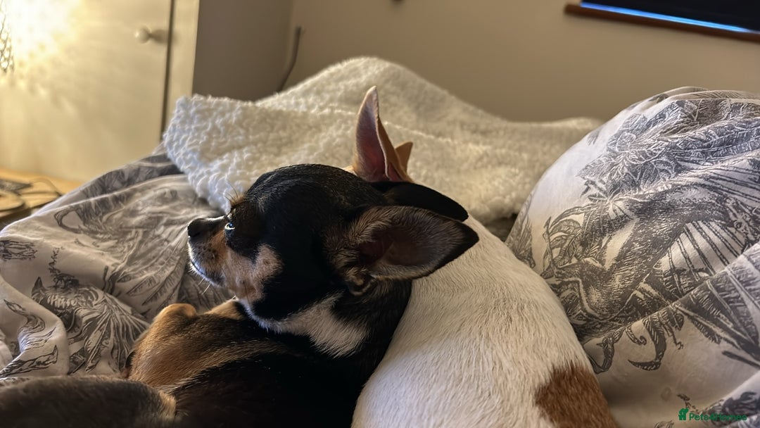 Chihuahua dogs for sale: Puppy  - Image 17