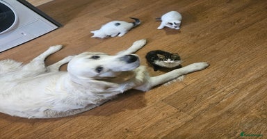 Mixed Breed cats - Advert 6