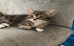 Mixed Breed cats for sale: Beautiful kittens tuxedo tabby & calico - Image 6