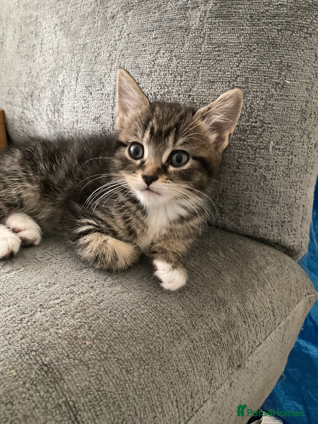 Mixed Breed cats for sale: Beautiful kittens tuxedo tabby & calico - Image 6