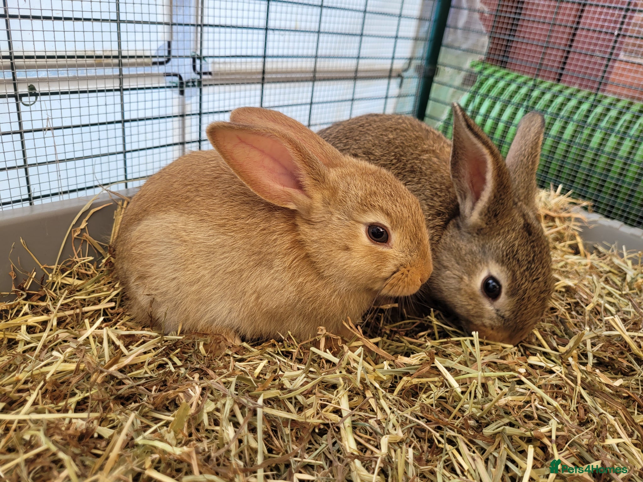 Mini Lop rabbits for sale: Adorable Mini Lop Mix Rabbits - READY JUNE 11TH - Advert 15