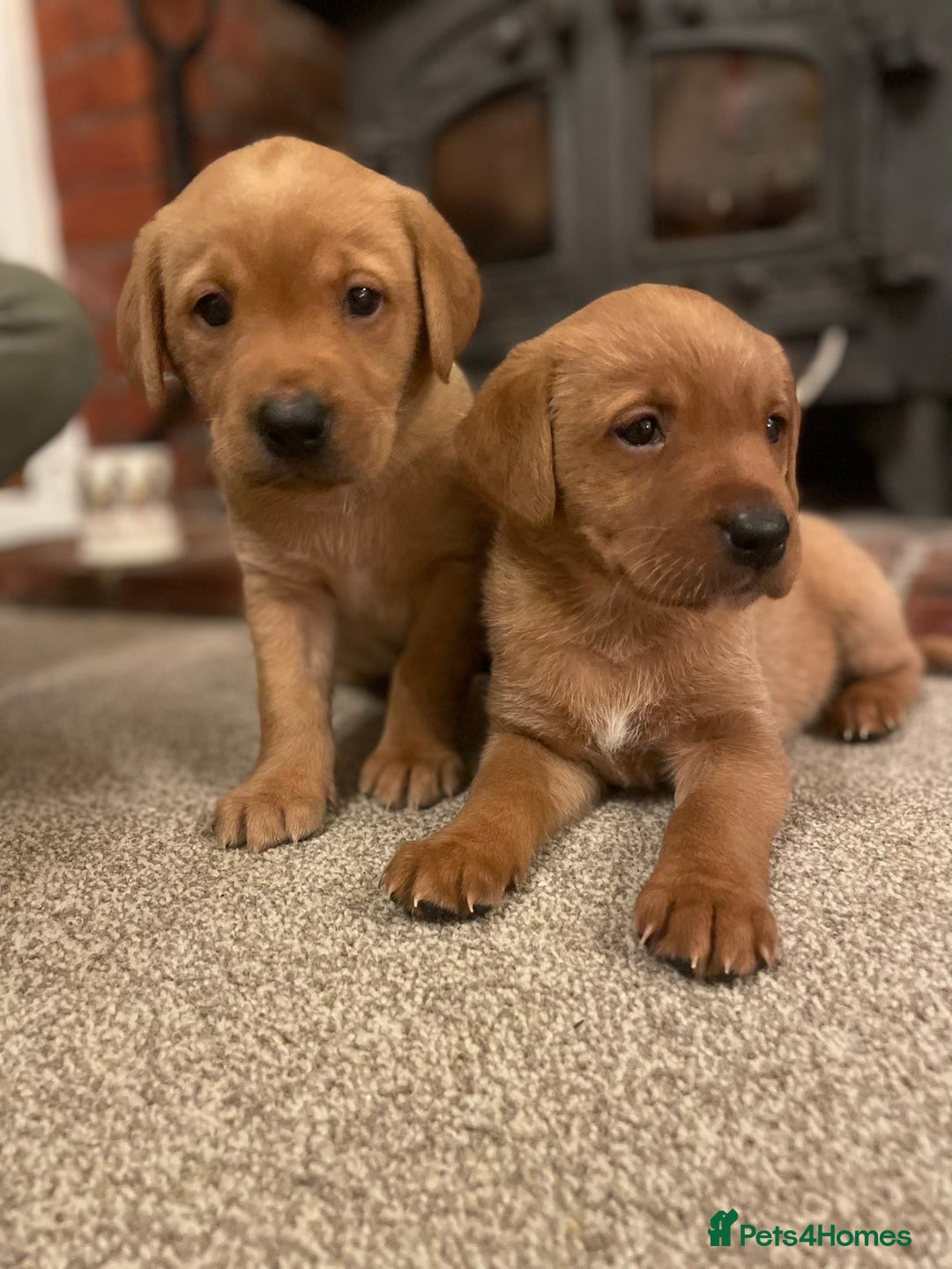 Labrador Retriever dogs for sale: kc registered Labrador puppies - Advert 2