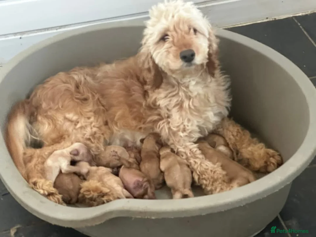Cockapoo dogs for sale: F1b cockapoos ready now 1st and 2nd vaccine  - Advert 2