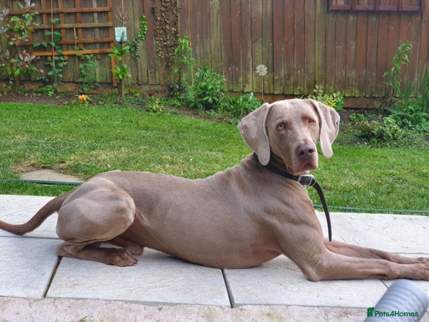 Weimaraner dogs in Tamworth - Advert 1