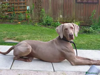Weimaraner dogs Proven Weimaraner stud, 100% success rate in Tamworth - Advert 1