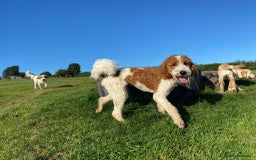 Double Doodle dogs for sale: Parti Double Doodles 🐾  - Image 18