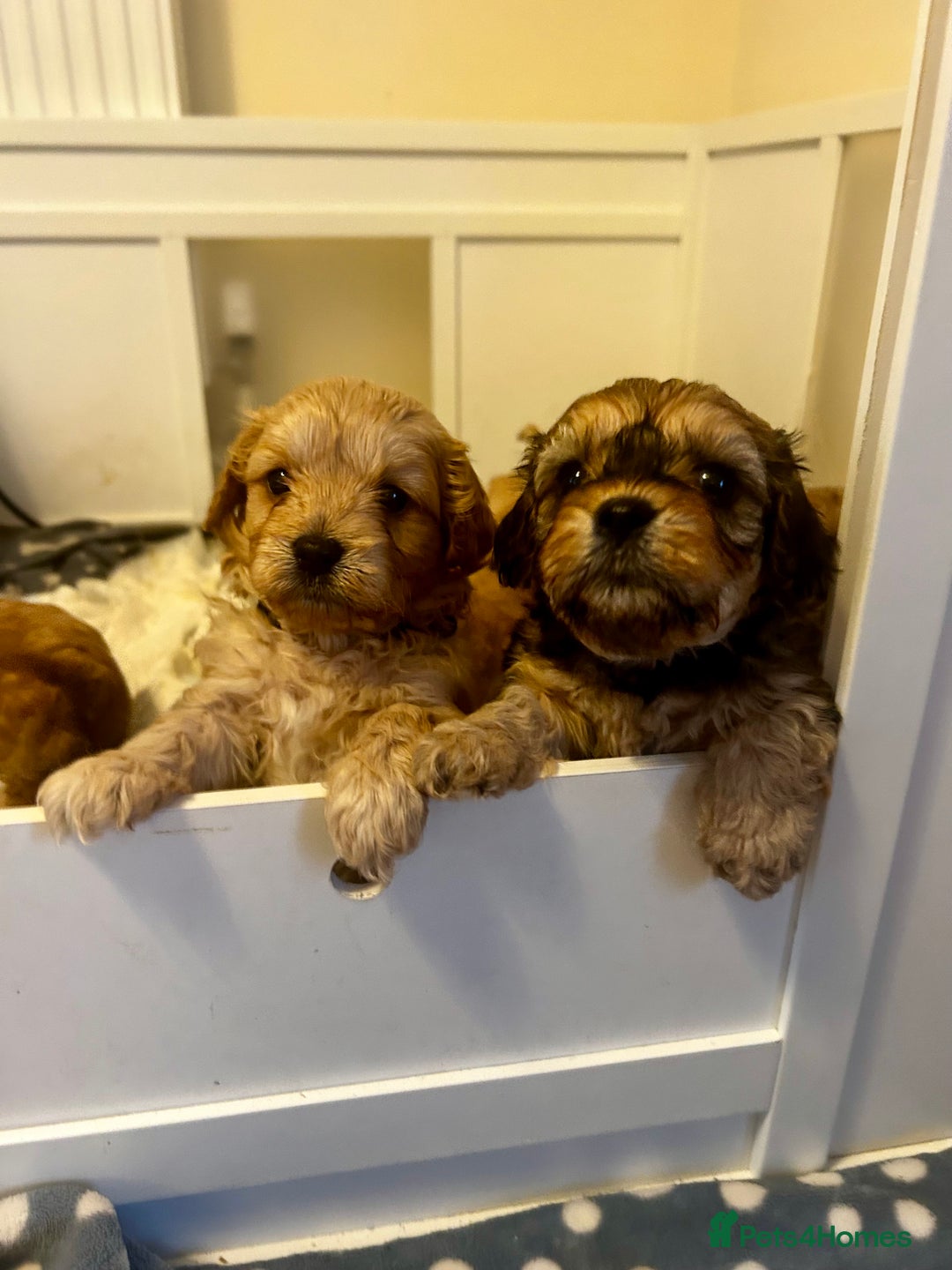 Cavapoochon dogs for sale: Cavapoochons 5 girls 2 boys - Advert 8