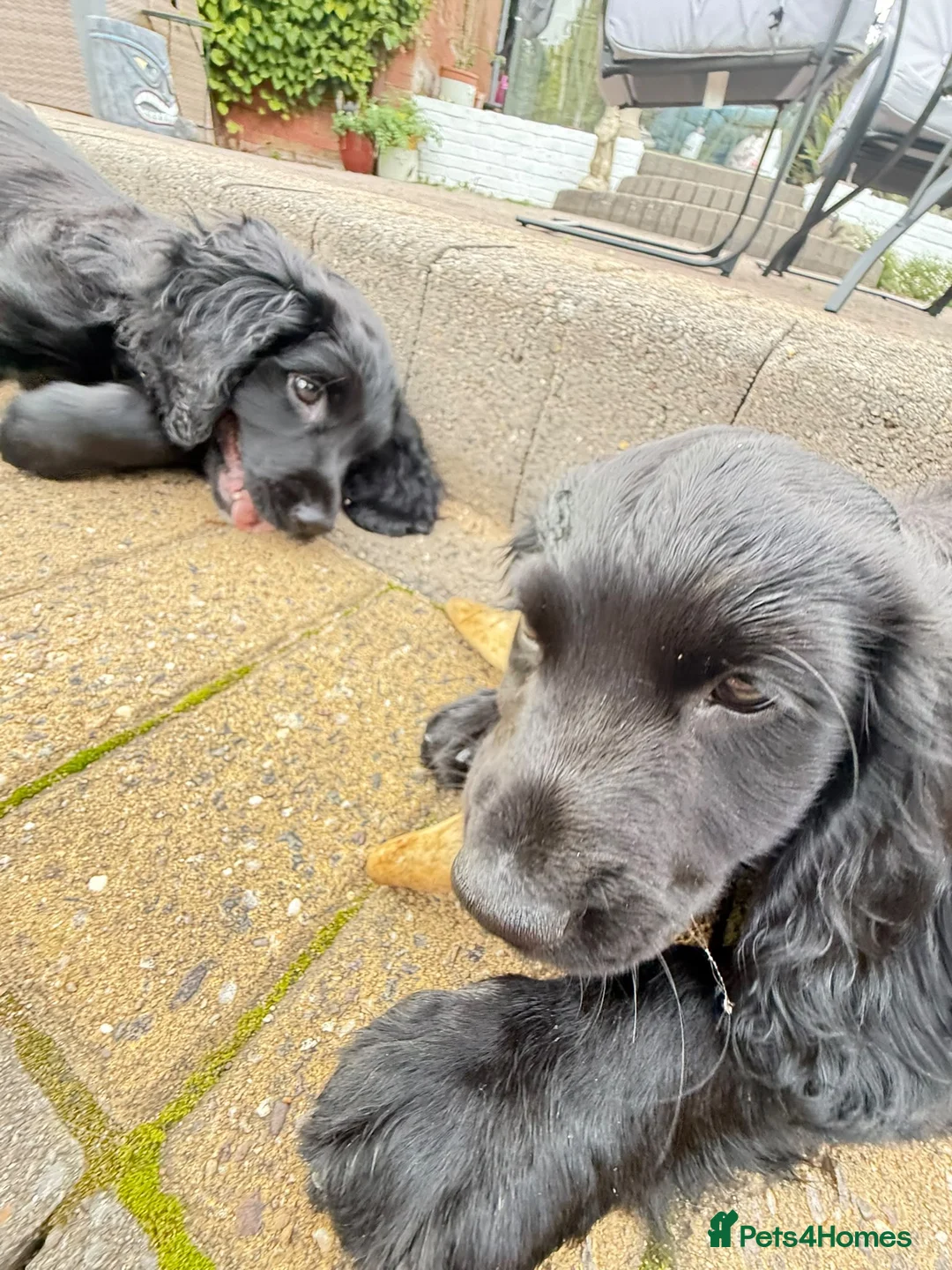 Sprocker dogs for sale: 2 beautiful girl sprockers for sale  - Advert 2