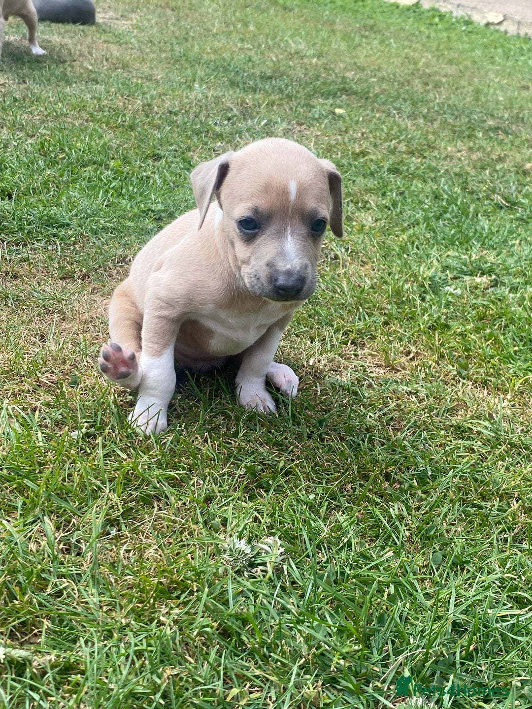 Italian Greyhound dogs for sale: Italian greyhound puppy’s  - Image 8