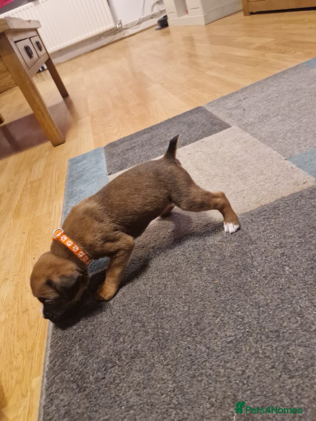 Boxer dogs for sale: Beautiful litter of KC reg bobtail boxer pups - Image 10