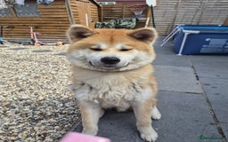 Japanese Akita Inu dogs for sale: Japanese inu  - Image 4