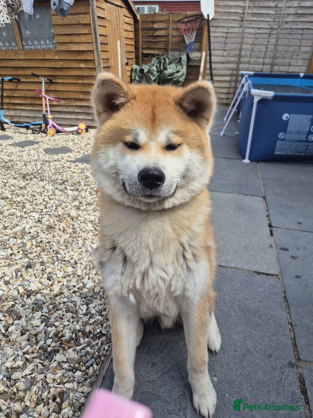 Japanese Akita Inu dogs for sale: Japanese inu  - Image 4