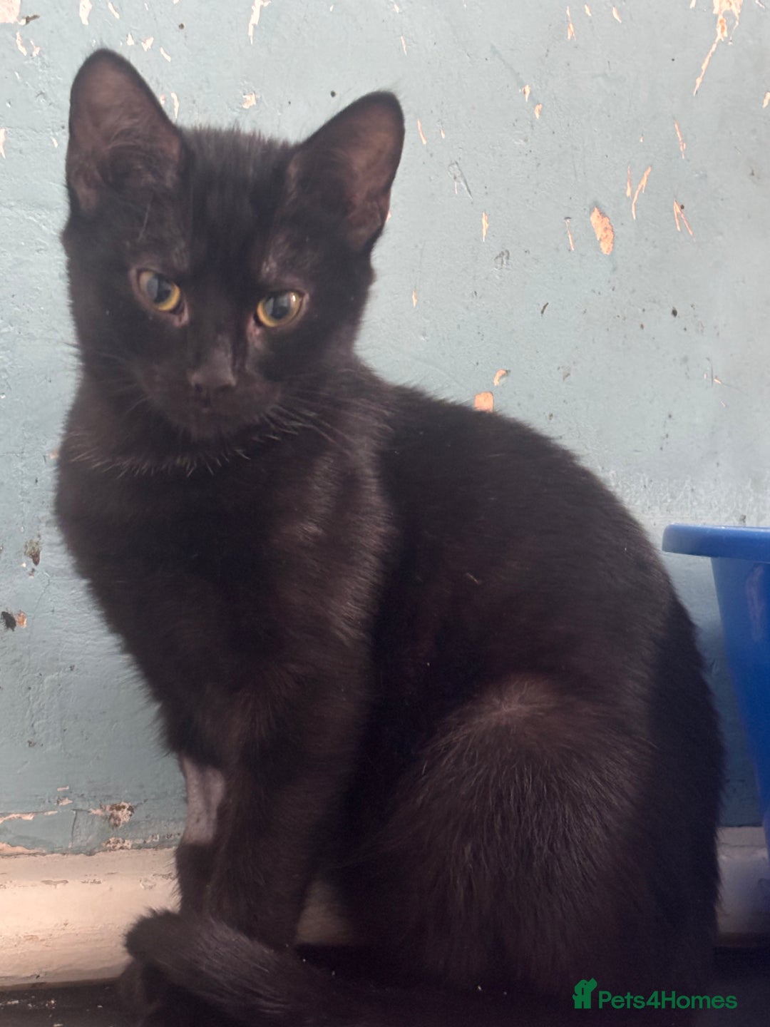 Domestic Shorthair cats for adoption: Adopt from Cats in Crisis East London  - Advert 4