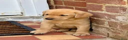 Labrador Retriever dogs for sale: Quality Pedigree Labrador Puppies Available - Advert 1