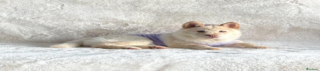  Puppy 4