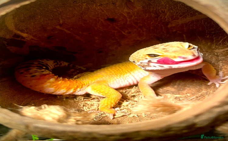 Leopard Gecko reptiles - Advert 2