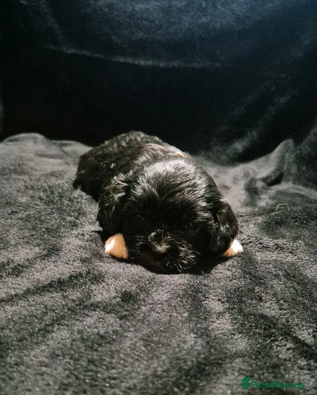 Cava Tzu dogs for sale: Cava-Tzu pups - Advert 11