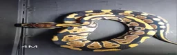 Python Snake reptiles for sale: Royal Python Hatchlings Males various morphs  - Advert 3