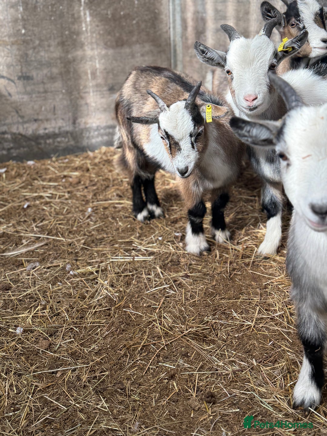 Goats livestock for sale: Hilarious friendly baby Pygmy kids for sale  - Image 11