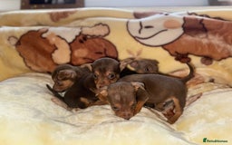 Jack Russell dogs for sale: Much Wenlock stunning miniature puppy  - Advert 13