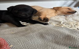 Labrador Retriever dogs for sale: 🐾 Labrador Retriever Puppies for Sale 🐾 - Image 9
