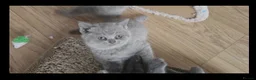 British Shorthair cats for sale: british shorthair - Advert 2