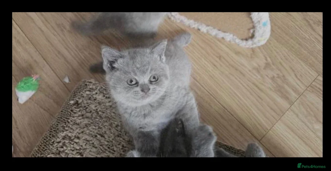 British Shorthair cats for sale: british shorthair - Advert 2