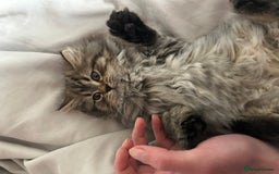 Persian cats for sale: Persian Kittens Looking for Loving Homes - Advert 23