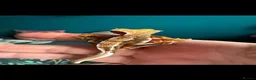 Gecko reptiles for sale: Baby gargoyle geckos and baby cresties lilys etx - Advert 30